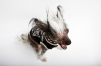 Picture of punk style dog