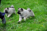 Picture of Puppies following man