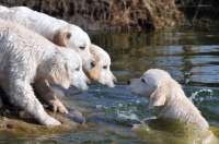 Picture of puppies near river, one having a swim