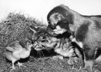 Picture of puppy and kitten looking at chick