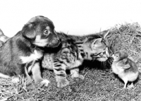Picture of puppy and kitten looking at chick
