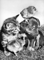 Picture of puppy and kitten with chicks