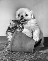 Picture of puppy and kitten with flowerpot