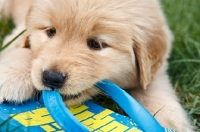 Picture of puppy chewing flip flop