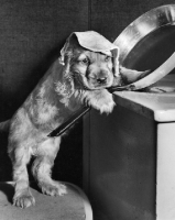 Picture of puppy cooking