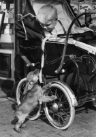 Picture of puppy eating sausages from pram