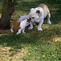 Picture of puppy greeting young bulldog