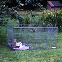 Picture of puppy in a pen outside