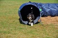 Picture of Puppy in agility tunnel