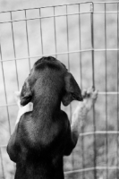 Picture of Puppy in pen
