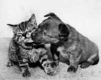 Picture of puppy kissing kitten