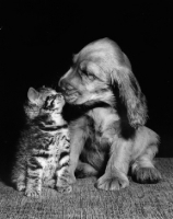 Picture of puppy kissing kitten