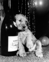 Picture of puppy leaning against bottle