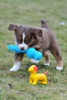 Picture of puppy play, naturally born bobtail