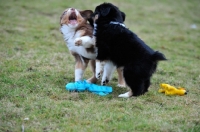 Picture of Puppy play, pup with natural bob