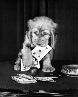 Picture of puppy playing with card