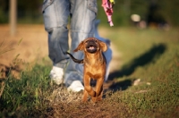 Picture of Puppy running towards camera and owner in the background