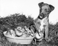 Picture of Puppy sitting next to ducklings