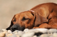 Picture of puppy snoozin on a pebbely beach