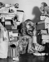 Picture of puppy surrounded by gifts