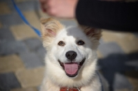 Picture of Puppy waiting for treat while training