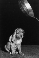 Picture of puppy with a pancake on his head