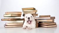 Picture of puppy with books