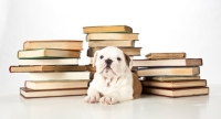 Picture of puppy with books