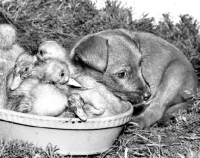 Picture of Puppy with ducklings