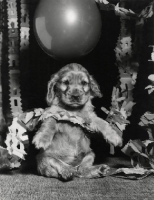 Picture of puppy with party decorations