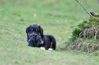 Picture of Puppy with toy