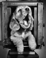 Picture of puppy yawning while resting in an old camera