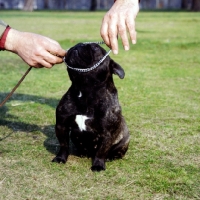 Picture of putting a choke chain on a french bulldog