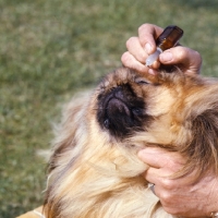 Picture of putting drops in the eye of a pekingese