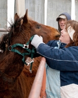 Picture of putting halter on a Morgan horse