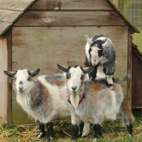 Picture of Pygmy goats on top of each other