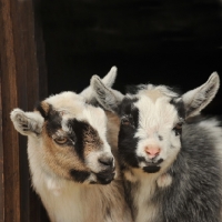 Picture of pygmy goats