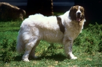 Picture of pyrenean mastiff , gotonsky de raco vedat,  looking at camera