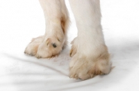 Picture of Pyrenean Mastiff feet