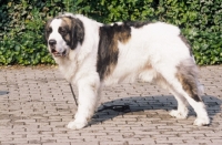 Picture of Pyrenean Mastiff (Mastin de los Pirineos)