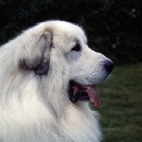 Picture of pyrenean mountain dog head shot