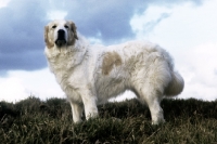 Picture of pyrenean mountain dog on hilltop