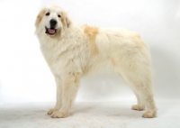 Picture of Pyrenean Mountain Dog on white background