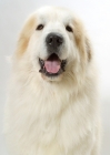 Picture of Pyrenean Mountain Dog portrait on white background