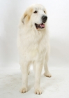 Picture of Pyrenean Mountain Dog standing on white background