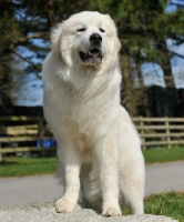 Picture of Pyrenean Mountain Dog standing