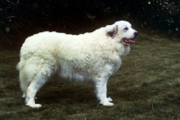 Picture of pyrenean mountain dog 