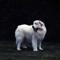 Picture of pyrenean mountain dog
