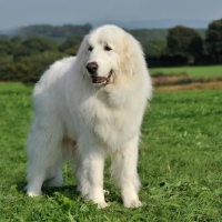 Picture of pyrenean mountain dog