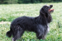Picture of Pyrenean sheepdog longcoat